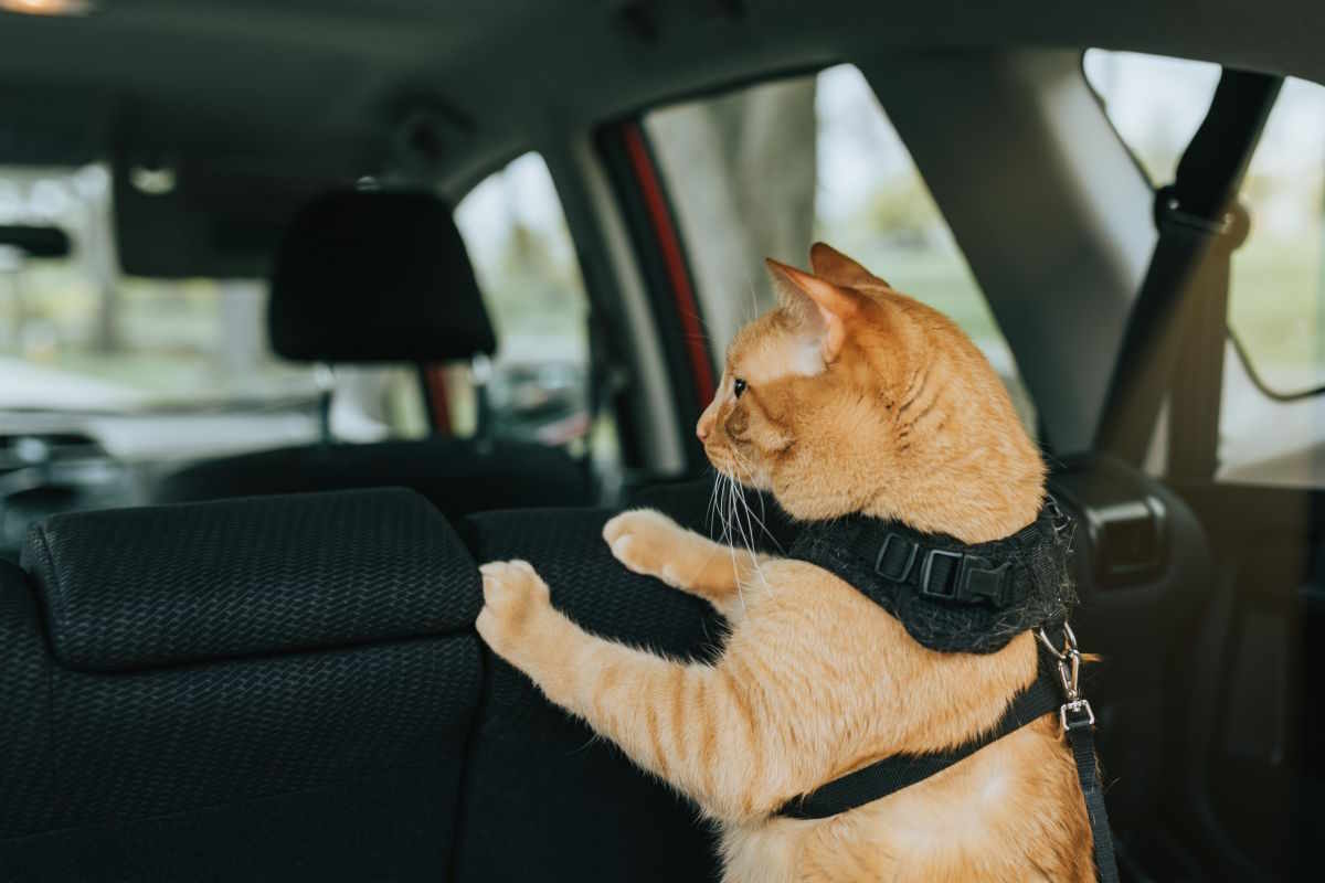 Bilsikkerhet og utstyr til hund og katt i bil