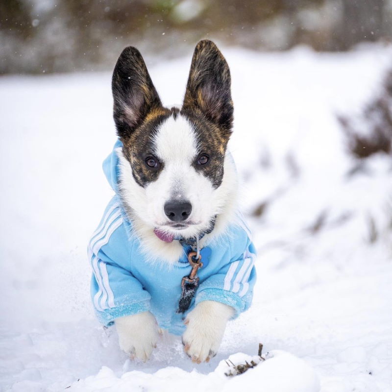 Adidog kul hettegenser til hund Hundeklær og kostymer