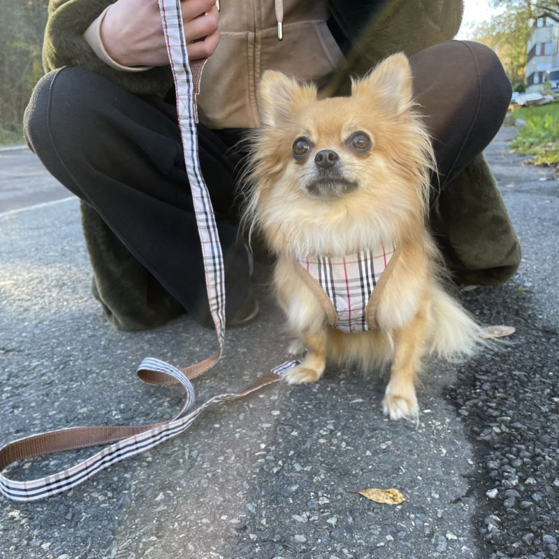 Stylish selesett: sele og hundebånd i mange str. - Beige Komplette selesett til hund