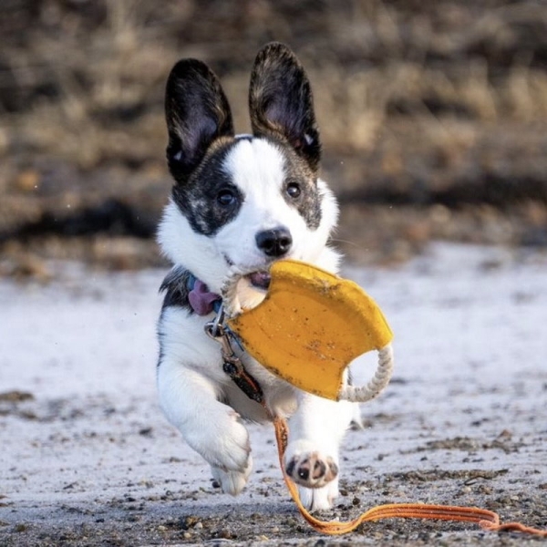 Frisbee laget i PP lerretstoff og tau som er slitesterkt og trygt for hunden. Frisbee er en morsom leke du kan ha med på tur med hunden. Perfekt aktivitet for en dag i parken.