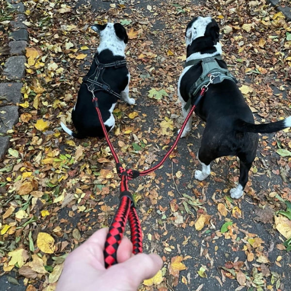Kobbel for to hunder Rød ➤➤ Praktisk hundebånd for lufteturer med to hunder samtidig. Båndet splittes etter ca 77cm, derfra er det to deler på 53cm hver