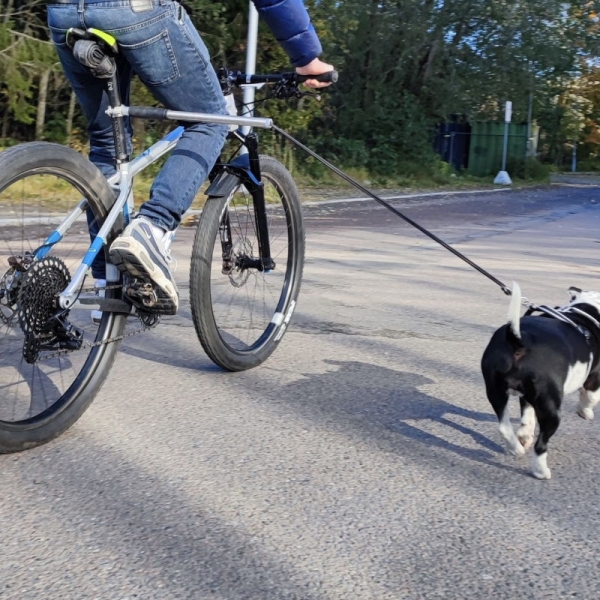 Springer hund, sykkelstang hund, sykkelfeste hund