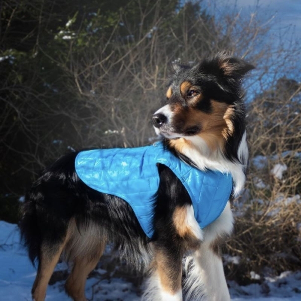 Dekken hund, hundejakke vinter, blå hundedekken, hundedekken med åpning til kobbel