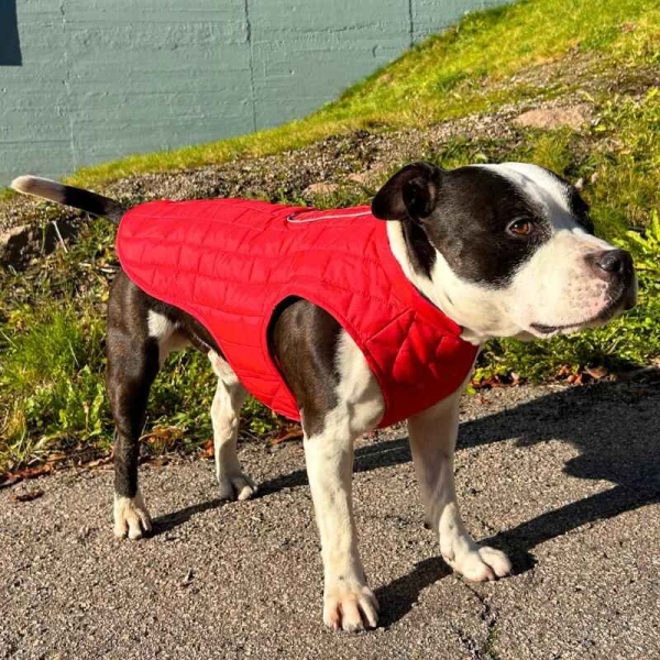 Dekken hund, hundejakke vinter, rødt hundedekken, hundedekken med åpning til kobbel