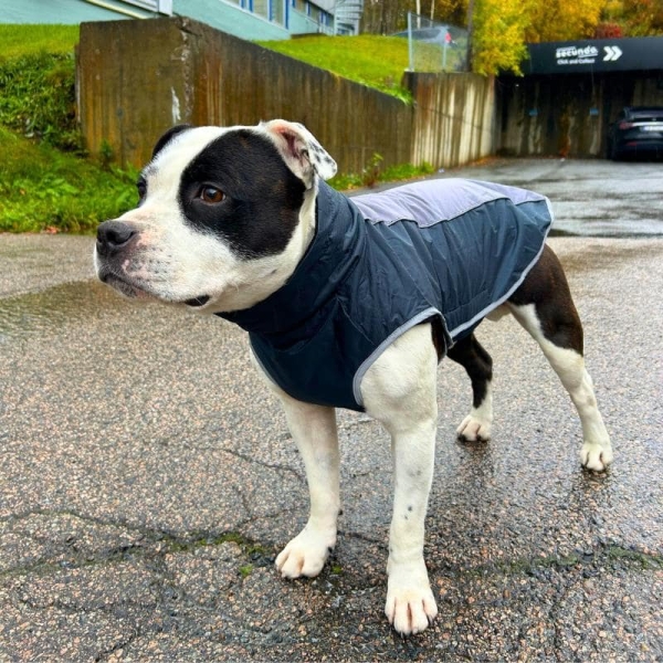 Dekken hund, vannavstøtende hundedekken, hundejakke med fleece foring, refleks hundedekken, hundejakke med feste til kobbel