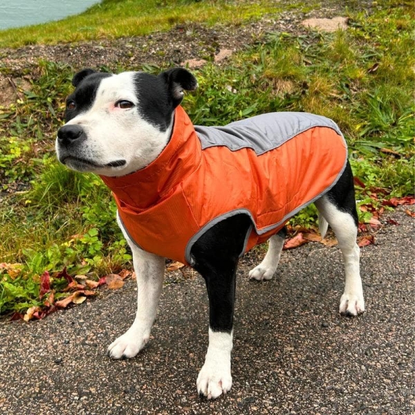 Dekken hund, vannavstøtende hundedekken, hundejakke med fleece foring, refleks hundedekken, hundejakke med feste til kobbel