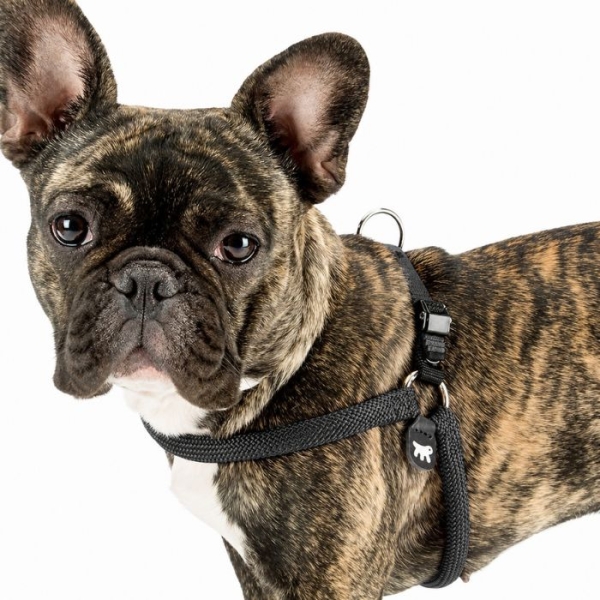 Hundesele, step in sele, brystsele, god hundesele