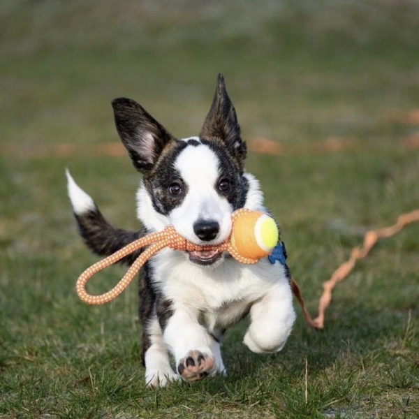hundeleke, draleke hund, draleke med tennisball