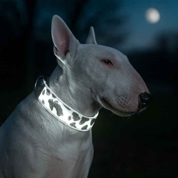 led halsbånd hund, hundelys, ledlys hund, hund synlig i mørket, oppladbart ledlys til hund