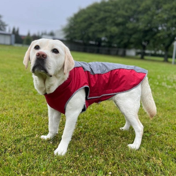 Dekken hund, vannavstøtende hundedekken, hundejakke med fleece foring, refleks hundedekken, hundejakke med feste til kobbel