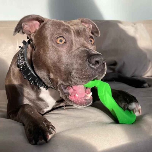 Tyggeleke til hund, sterk hundeleke, gnageleke hund, slitesterkt hundebein