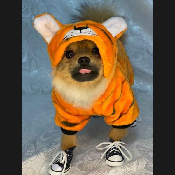 Tigerkostyme til hund, tigerkostyme til katt, halloweenkostyme til hund, hundekostyme