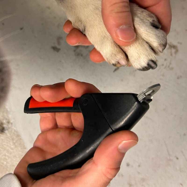 Kloklipper, klotang, klippe klør, klosaks hund