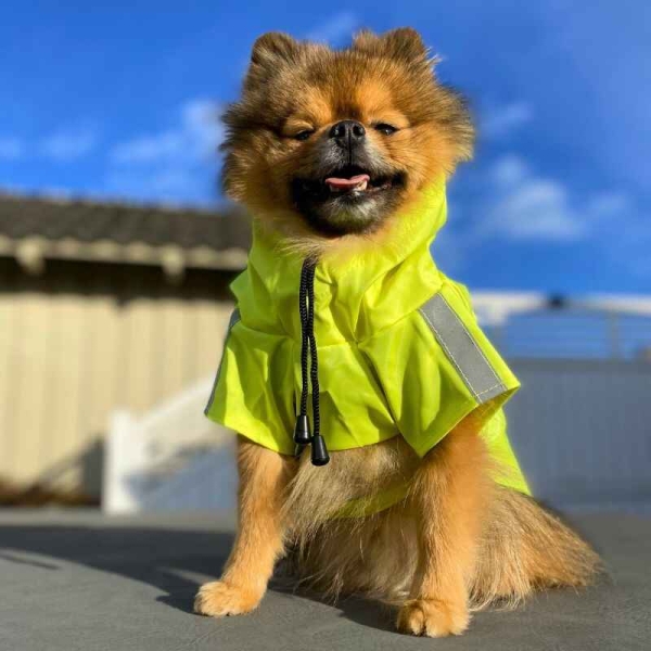 Regndekken hund, dekken hund, vanntett hundedekken, jakke med hette til hund, regndekken til hund med strikk til bakbein