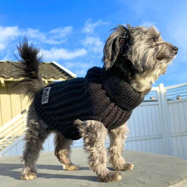 Hundedekken, genser hund, strikkegenser hund, svart hundegenser