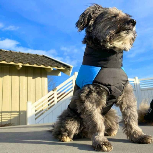 Dekken hund, vinterjakke hund, hundejakke med feste til kobbel, blå hundedekken