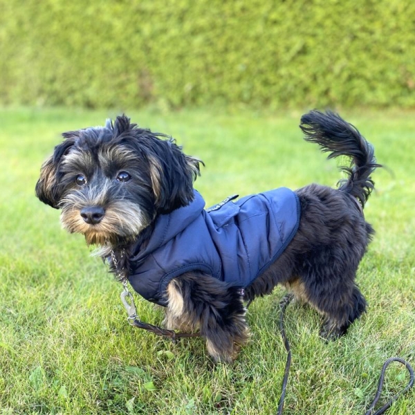 Dekken hund, hundedekken med hette, vinterjakke hund med fleece foring