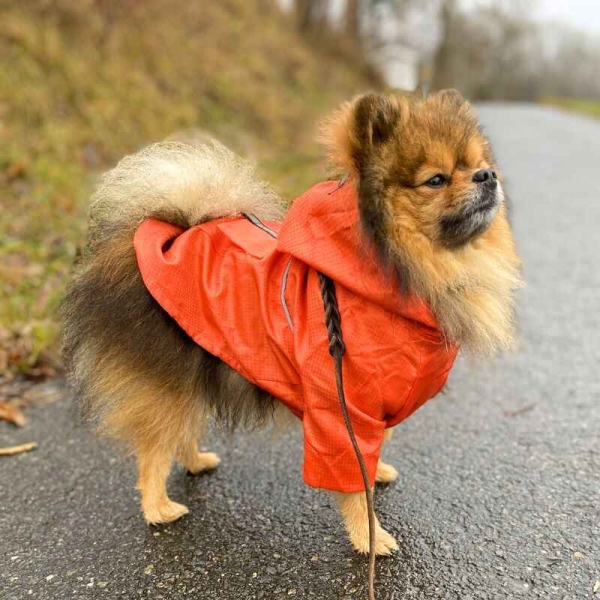 Regndekken hund, hundedekken med hette