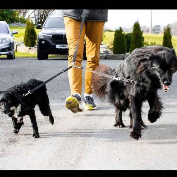 Dobbel kobbel, kobbel til to hunder, hundebånd med to kroker