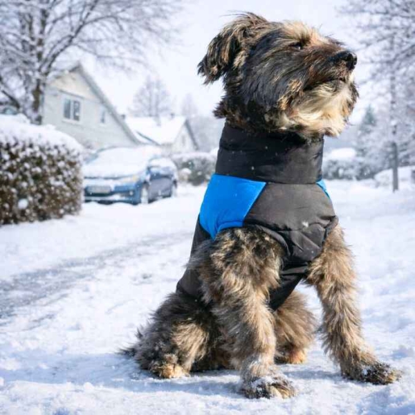 Dekken hund, vinterjakke hund, hundejakke med feste til kobbel, blå hundedekken