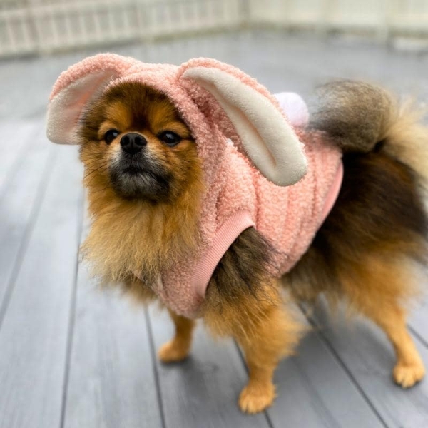 Kaninkostyme til hund, kaninkostyme til katt, halloween kostyme til hund