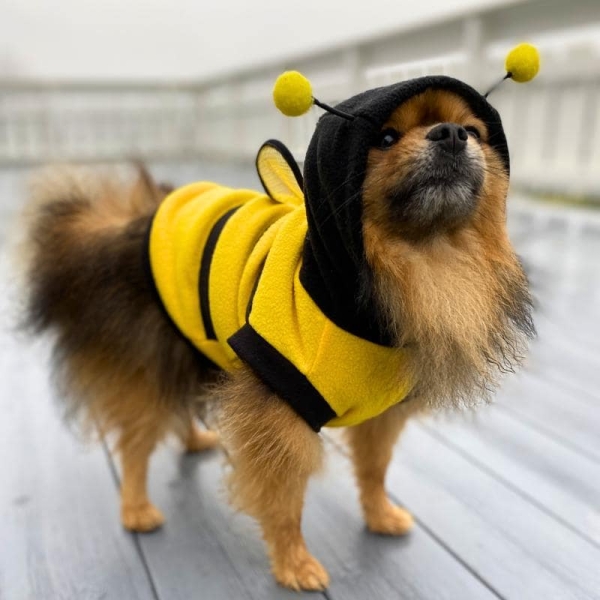 Bie-kostyme til hund, bie-kostyme til katt, halloweenkostyme til hund, hundekostyme, kattekostyme