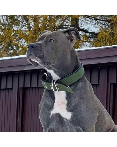 Halsbånd hund | Polstret Hundehalsband | grønn/svart