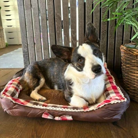 Katteseng, hundeseng, hundeseng med sløyfe, myk hundeseng
