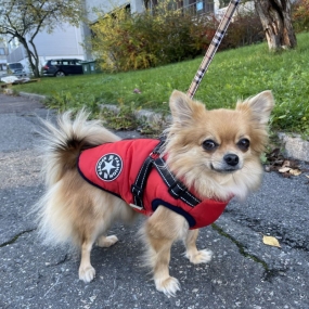Dekken hund, hundejakke, foret hundedekken, vinterjakke hund, jakke med sele til hund, hundedekken med sele, hundejakke med feste til kobbel, rød hundejakke