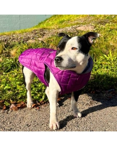 Vannavstøtende hundevest