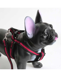 Selesett med leiebånd og sele Sv/rød/sv