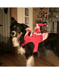 Julenissedrakt. Julenissen rir julen inn