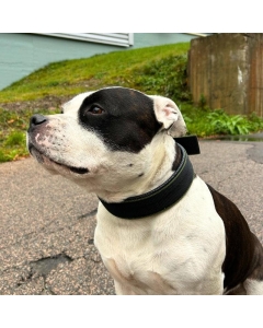 Halsbånd hund | Polstret Hundehalsband | Svart/grønn