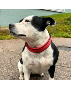 Halsbånd hund | Polstret Hundehalsband | Rød/Svart