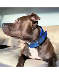 Halsbånd hund | Polstret Hundehalsband | blå/Svart