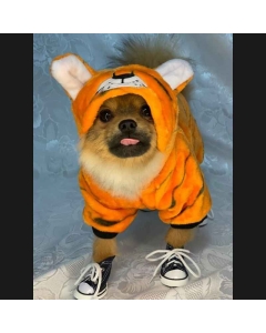 Tiger-kostyme til hund