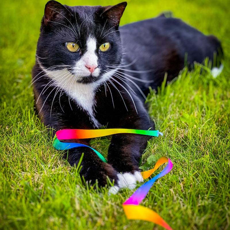 Product Image for Katteleker | Viftepinne til Katt - Rainbow