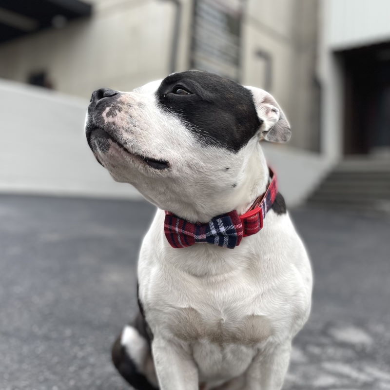Product Image for Sløyfe-halsbånd til hund i 17 mai farger