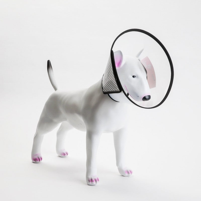Product Image for Nakkekrage | halskrage hund og katt | sårbeskyttelse