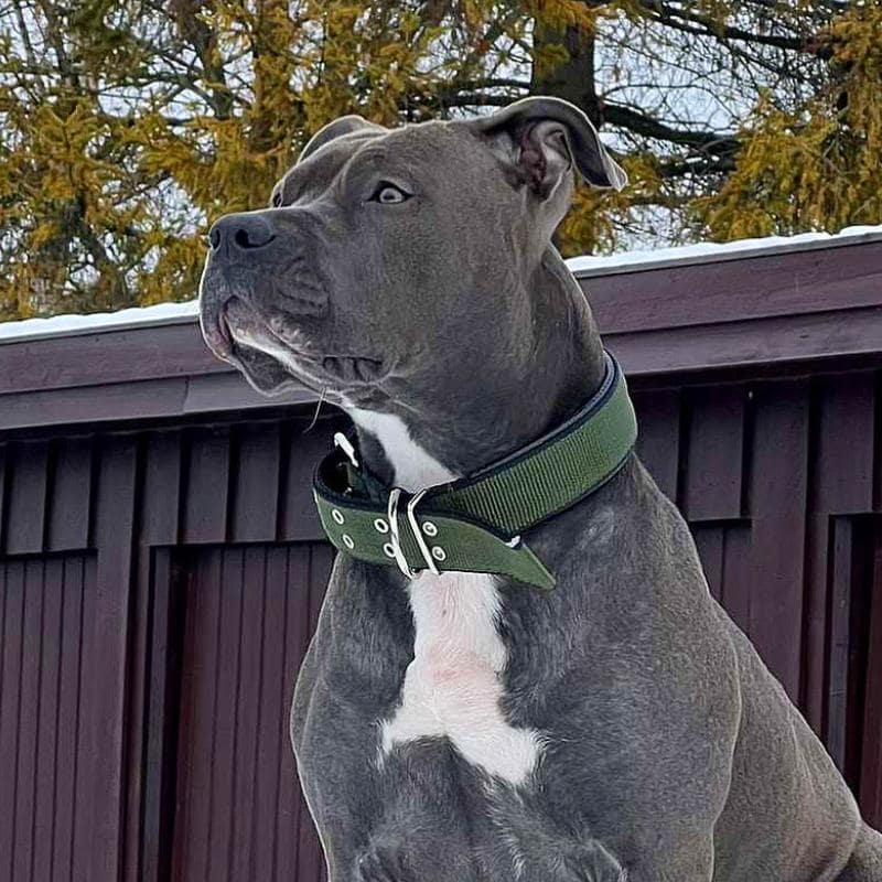 Halsbånd hund | Polstret Hundehalsband | grønn/svart Hundehalsbånd