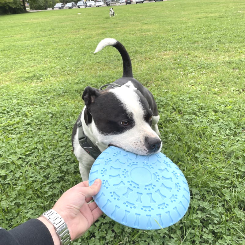 Product Image for Solid freesbee til hund i TPR gummi 23cm