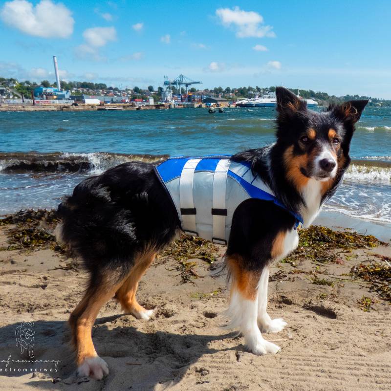 Product Image for Redningsvest hund | Flytevest