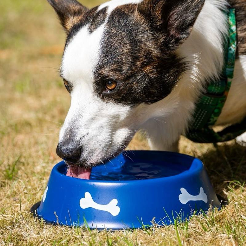 Product Image for Lakkert hundeskål til hund - Mange størrelser