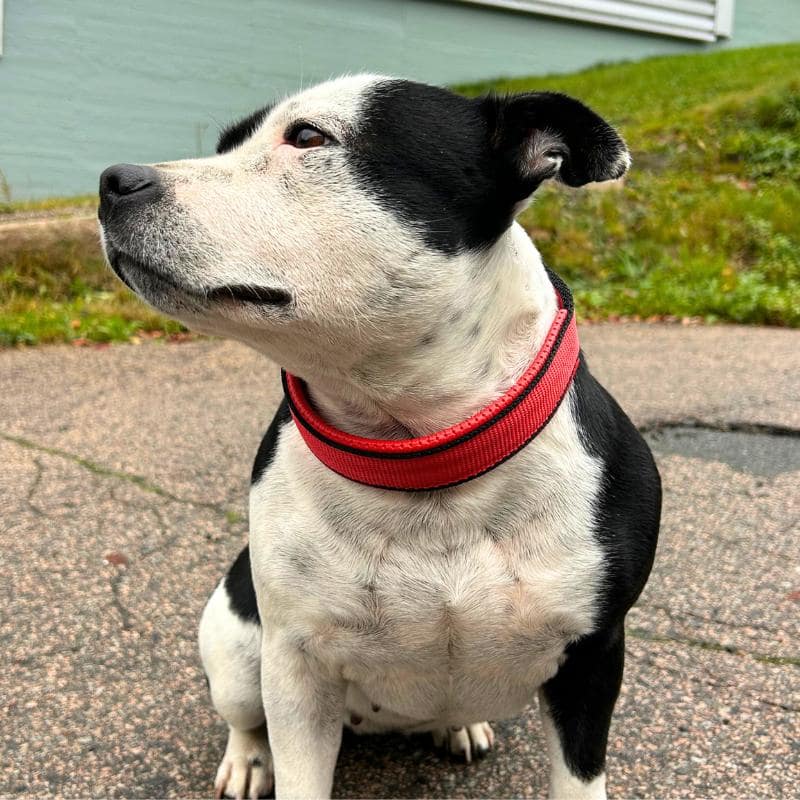 Product Image for Halsbånd hund | Polstret Hundehalsband | Rød/Svart
