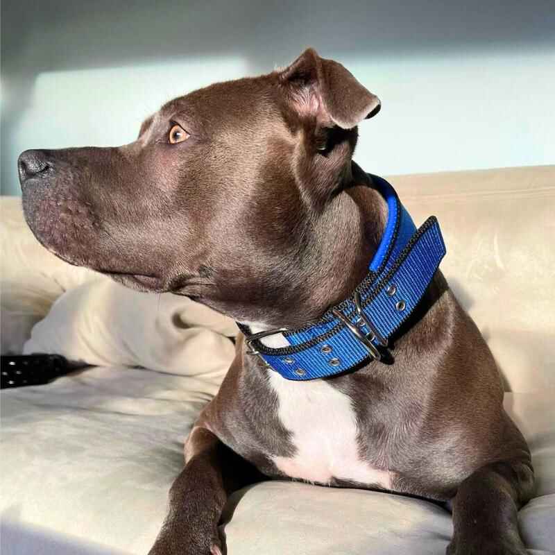 Product Image for Halsbånd hund | Polstret Hundehalsband | blå/Svart