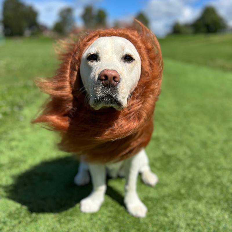 Product Image for Løvemanke-kostyme til hund