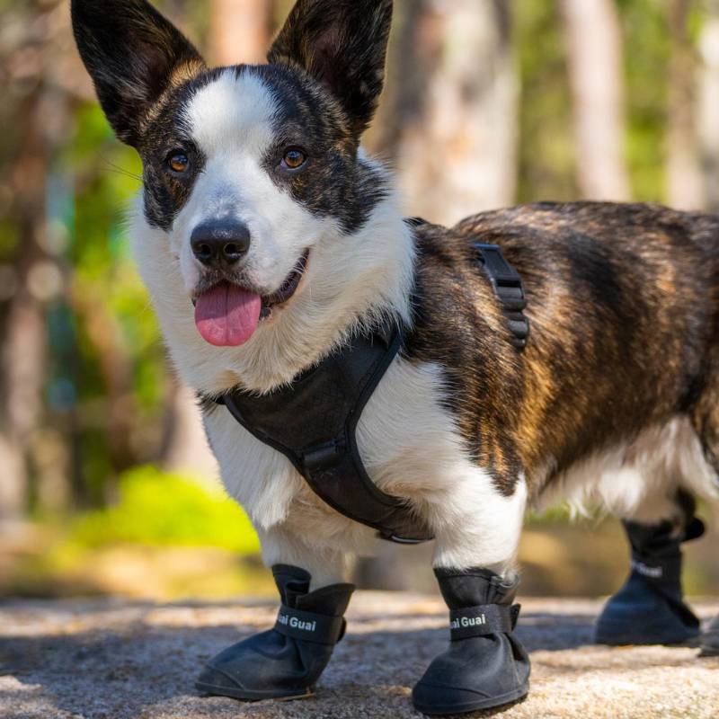 Product Image for 4 pack myke gummistøvler / potesokker til hund