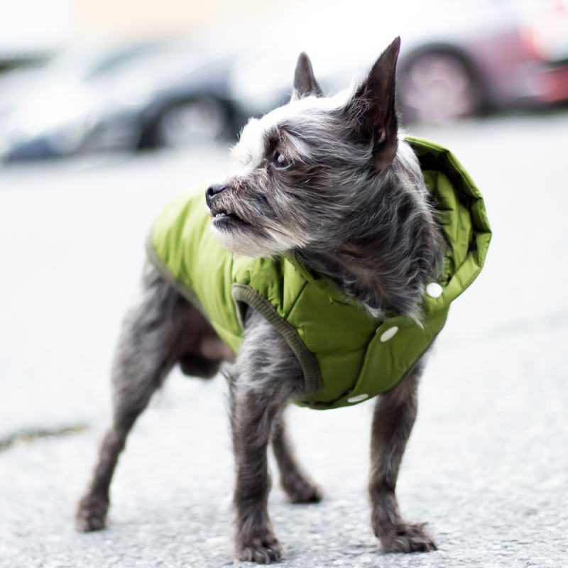 Product Image for Varm hundevest med avtagbar hette