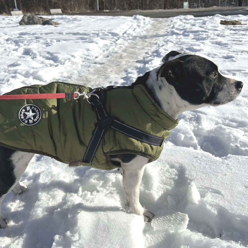 Product Image for Vest med sele til hund