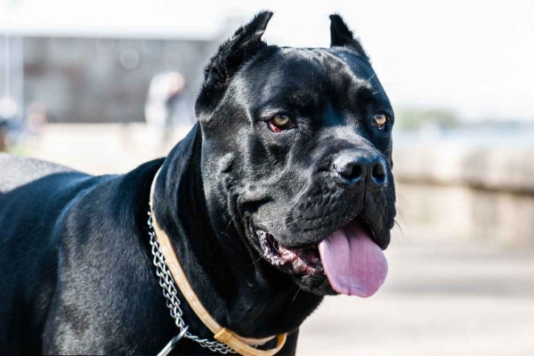 Cane Corso – dette må du vite før du kjøper rasen